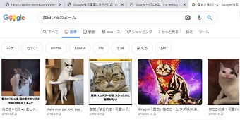 猫の画像の一覧