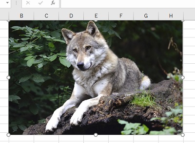 挿入された画像