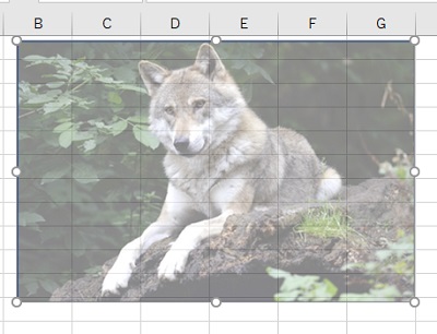 透過された画像