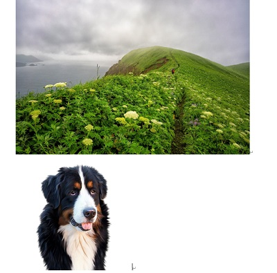 背景用画像と犬の画像