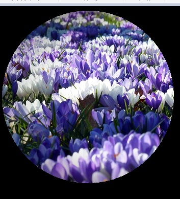 画像が円で切り抜かれた