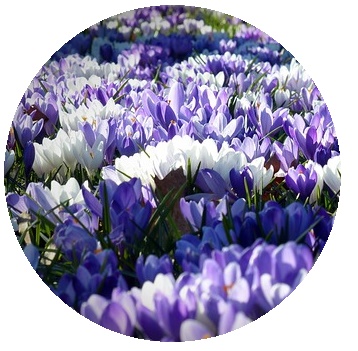 トリミングされた画像