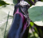 ナスを使ってクラシルで実際に料理を作ってみた！