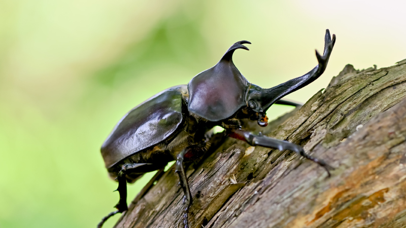 Kyuzanが「甲虫王者ムシキング」のブロックチェーンゲーム提供へ、Oasys上の「MUSHI」トークン利用可能に