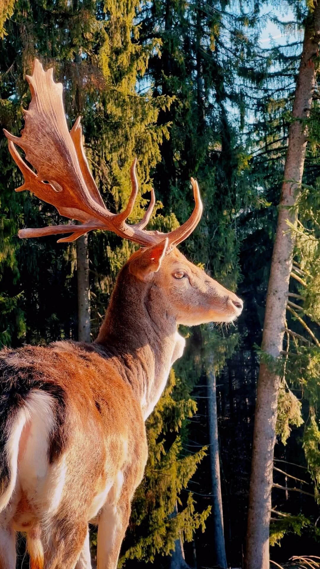 口コミ投稿：_lukasrichterJust enjoying the sun! Ever seen a deer up close? 🤩....#deer #cine…