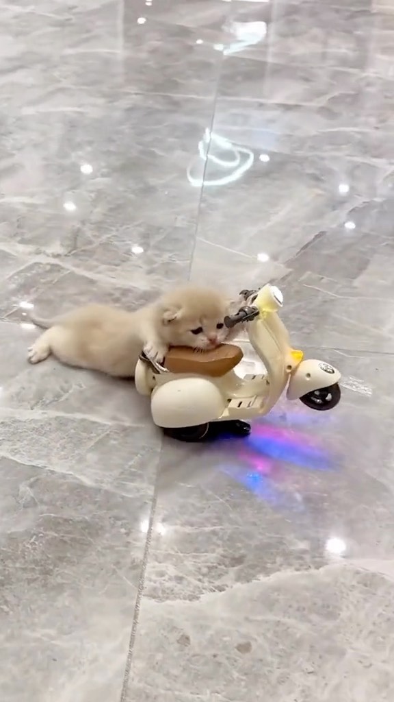 口コミ投稿：My new motorcycle 😹🐾• To : [ 👉🏻 u0040miyavlikedicikler ]• 🛒 MIYAVEE PET SHOP ~ …