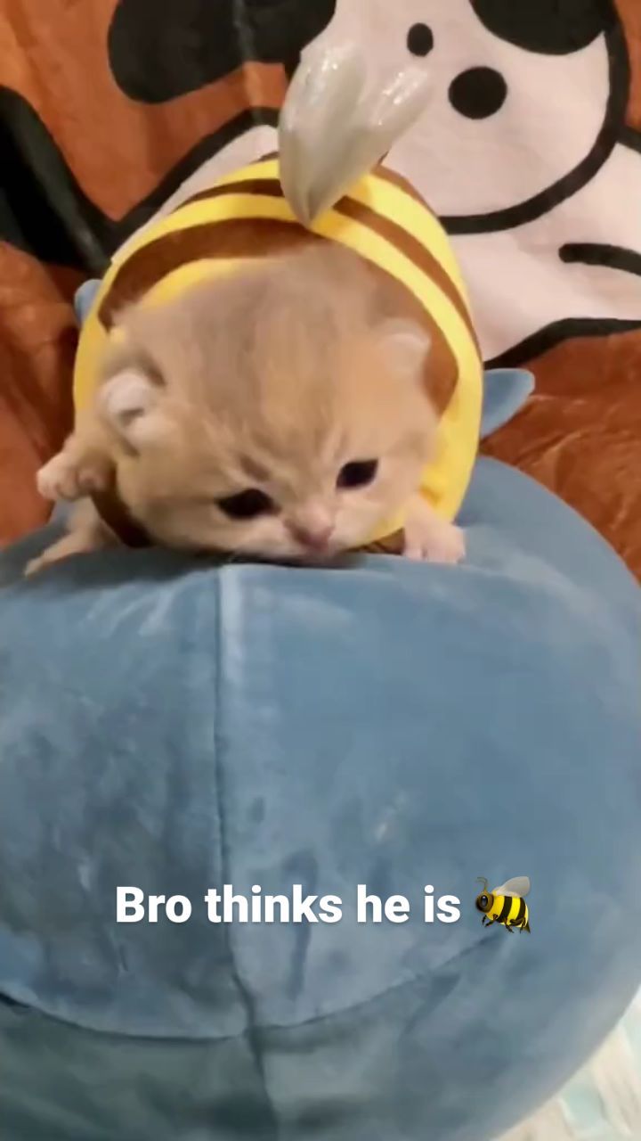 口コミ投稿：If not bee why bee shaped-∧,,,∧(  • · • )  Follow u0040rartcattos/    づ♡  plea…