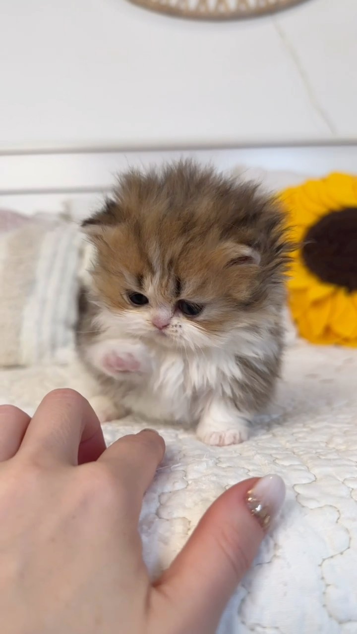 口コミ投稿：fluffy_nerfs_munchkinsWho loves a fluffy munchkin? 🙈🐱💗 @sweetheartkittens #munc…