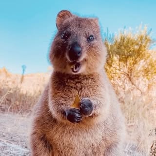 口コミ投稿：What animal is this? So cute!👉 Follow @explore for more! 👈⁣⁣👉 Follow @explore f…