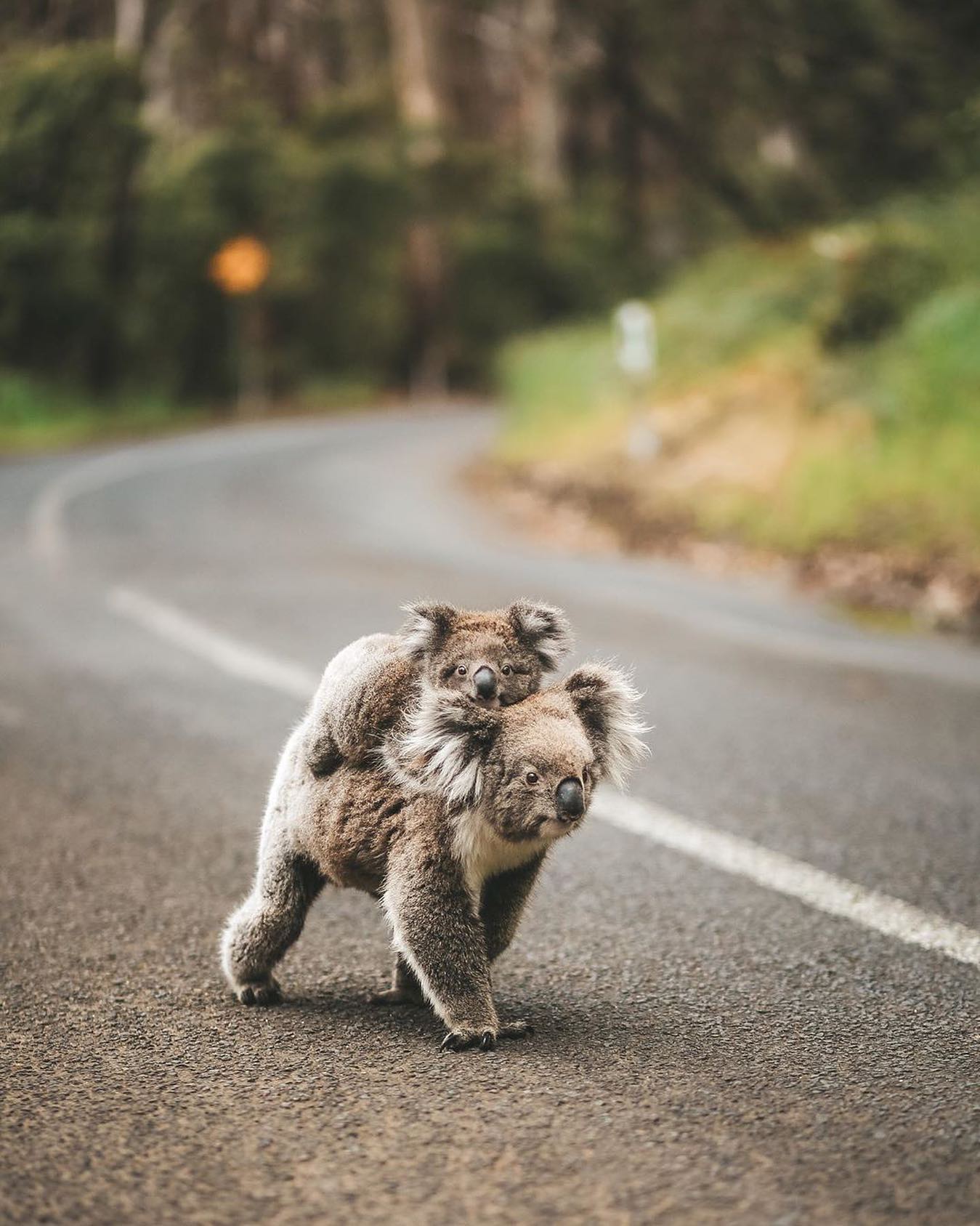 口コミ投稿：Have you ever seen a Koala?⁣👉 Follow @explore for more! 👈⁣⁣⁣👉 Follow @explore f…