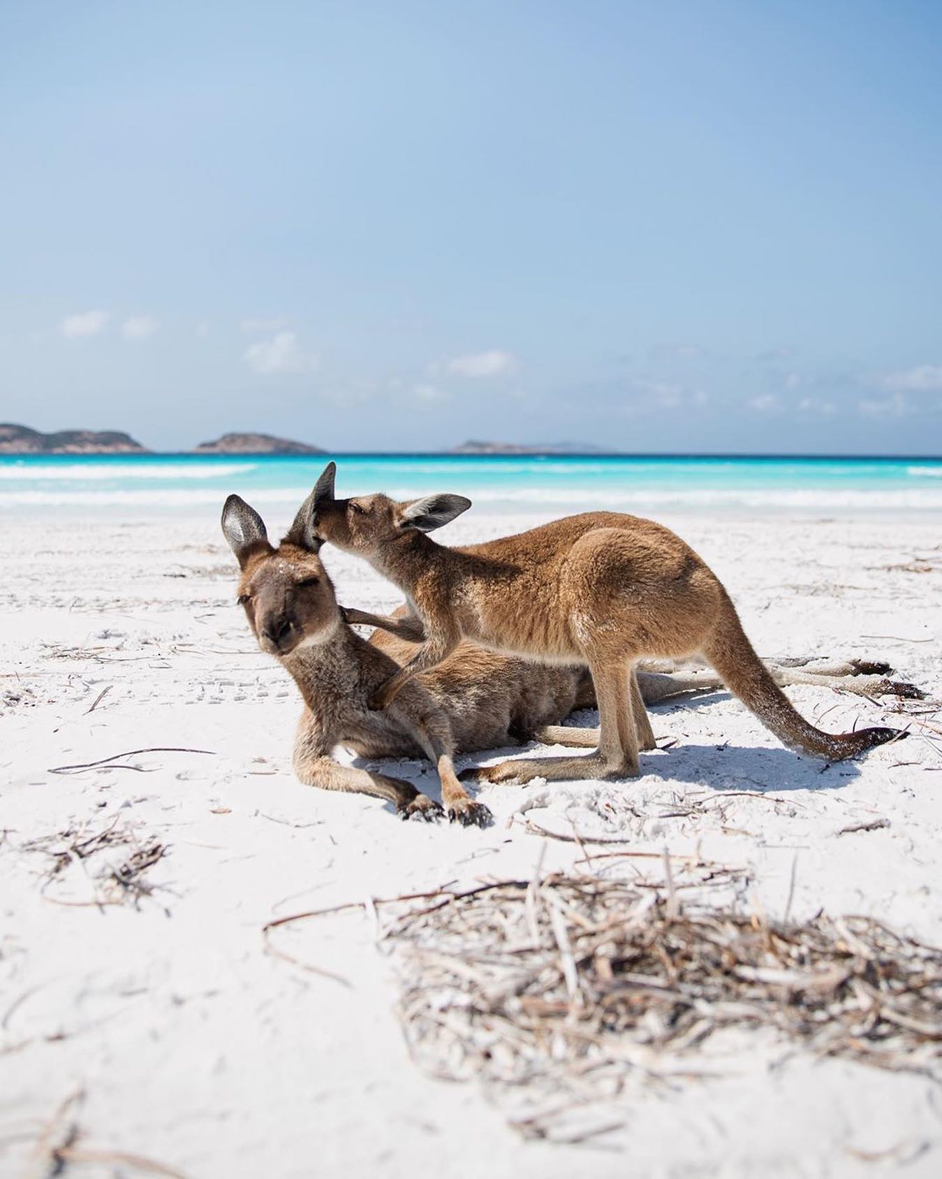 口コミ投稿：Would you like to see a Kangaroo up close?⁣👉 Follow @explore for more! 👈⁣⁣⁣👉 Fo…