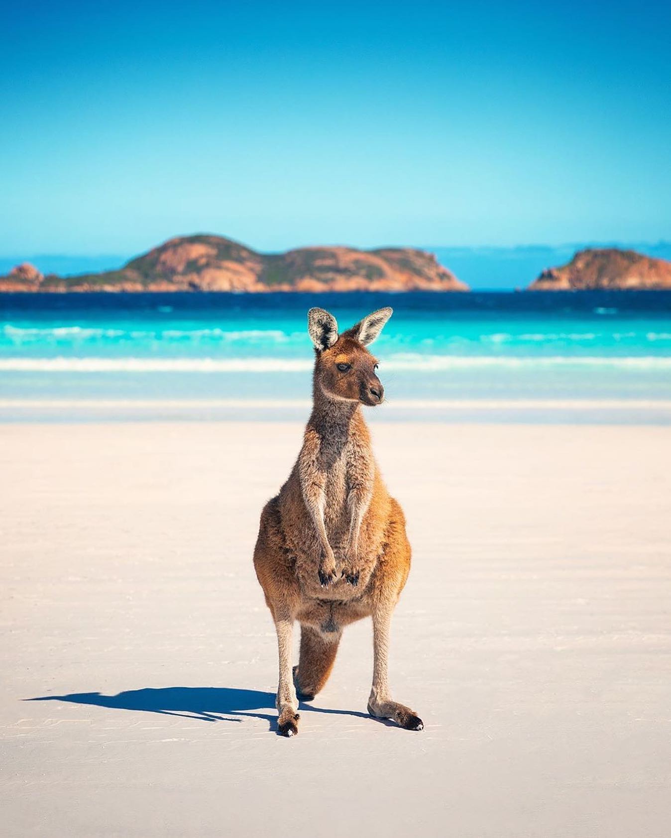 口コミ投稿：Who would you explore Australia with?⁣👉 Follow @explore for more! 👈⁣⁣⁣👉 Follow …