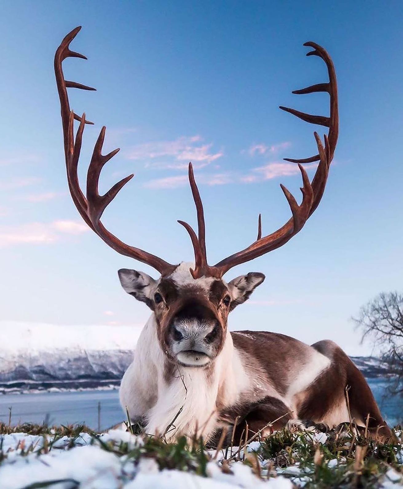 口コミ投稿：Have you ever seen a reindeer in real life?⁣👉 Follow @explore for more! 👈⁣⁣⁣👉 F…