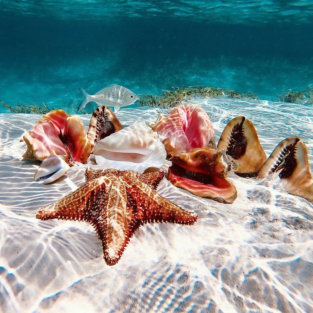 口コミ投稿：Who would you explore The Bahamas with?⁣👉 Follow @explore for more! 👈⁣⁣⁣👉 Follo…