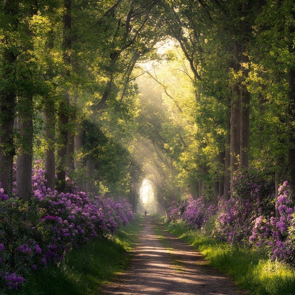 口コミ投稿：Who would you explore The Netherlands with?⁣👉 Follow @explore for more! 👈⁣⁣⁣⁣👉 …