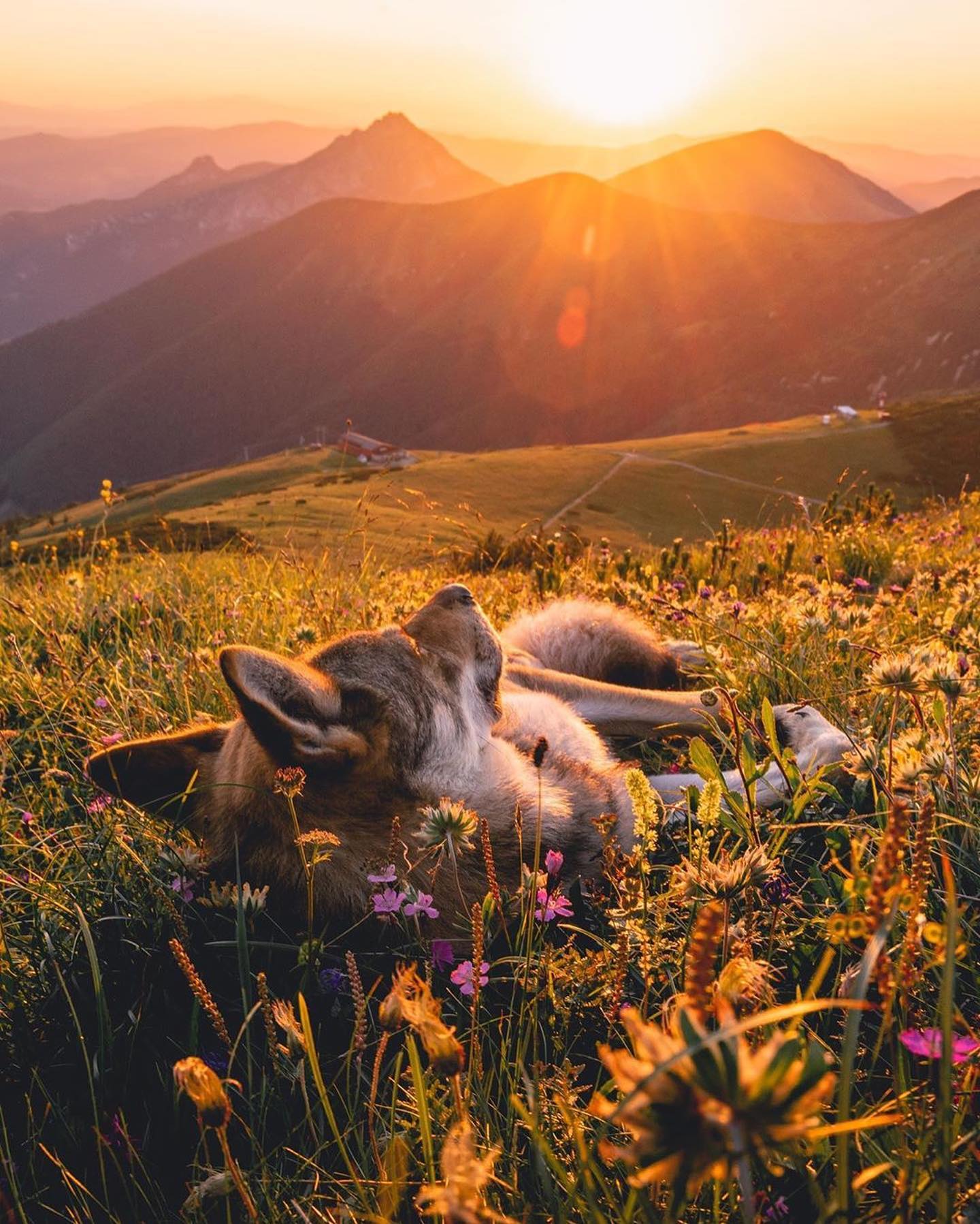 口コミ投稿：How cute is this! 😍⁣👉 Follow @explore for more! 👈⁣⁣⁣⁣👉 Follow @explore for more…