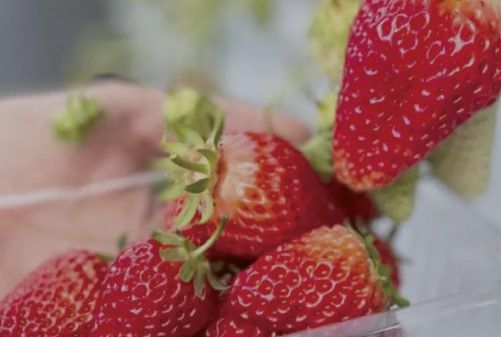 イチゴ.jpg
