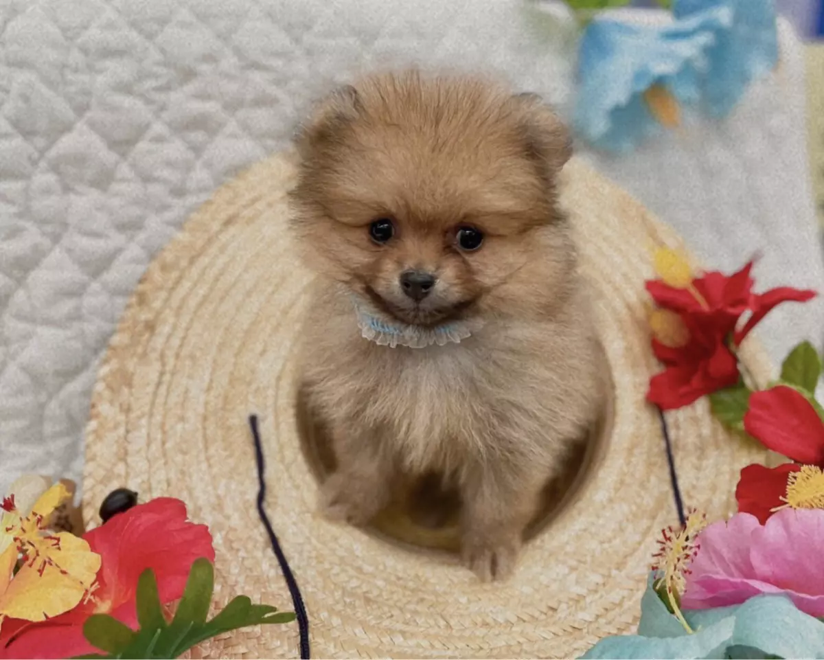 ポメラニアン ペットショップのテネラメンテ