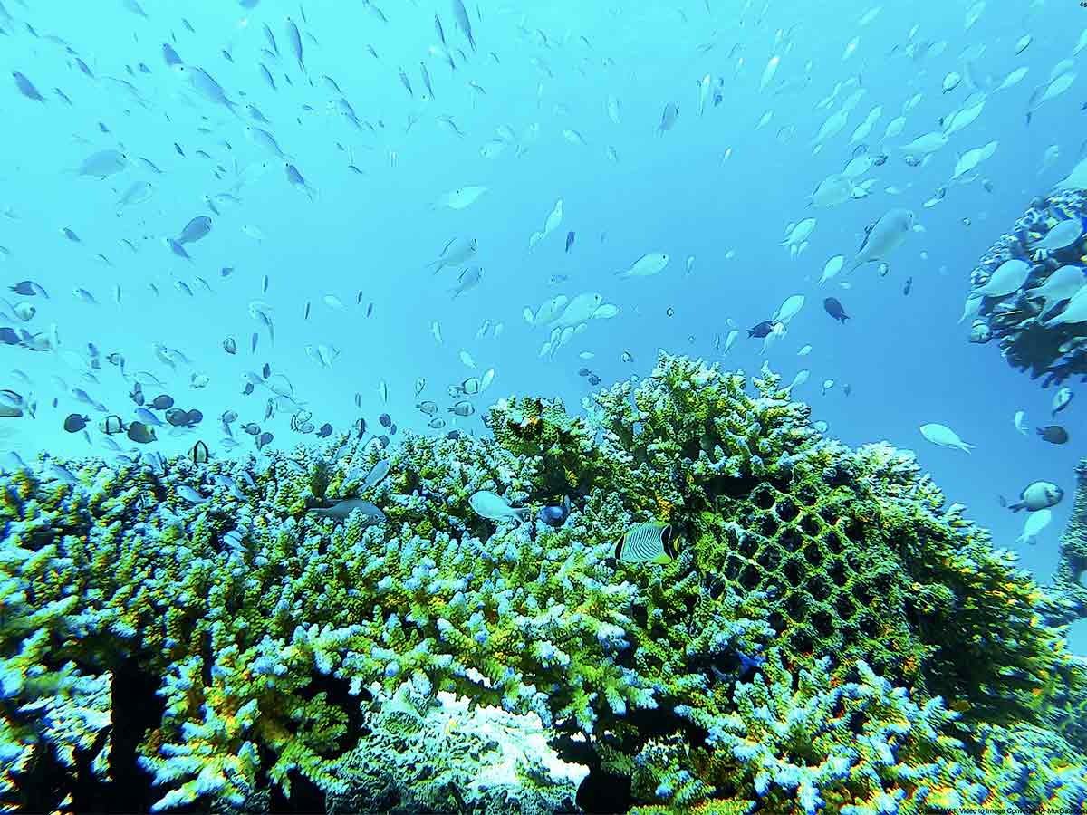南国沖縄のサンゴ 南国沖縄のサンゴ