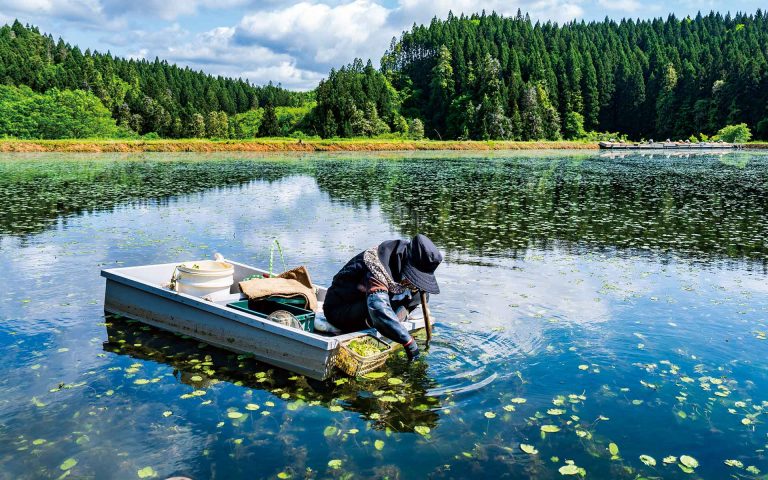 特集　あきた白神 水巡る、ブナの森に守られての写真