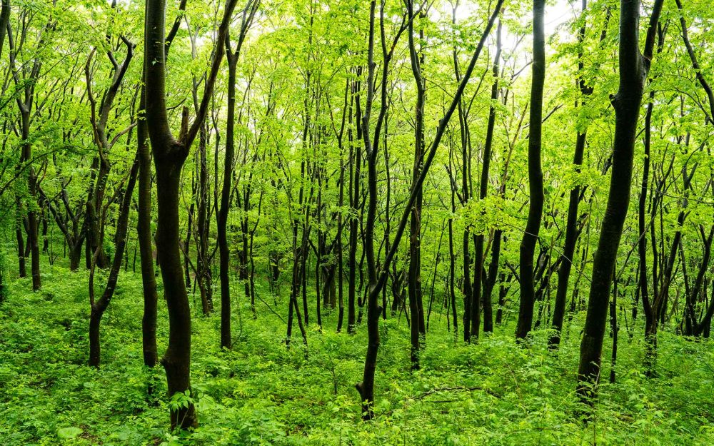 白神山地の雄大さに触れる絶景スポット【秋田県藤里町・八峰町・熊代市】記事写真