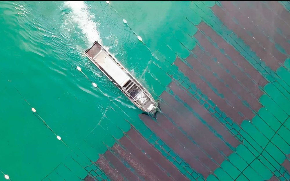 海苔の生産量日本一　兵庫・明石の“浮き流し式”海苔養殖の秘密記事写真
