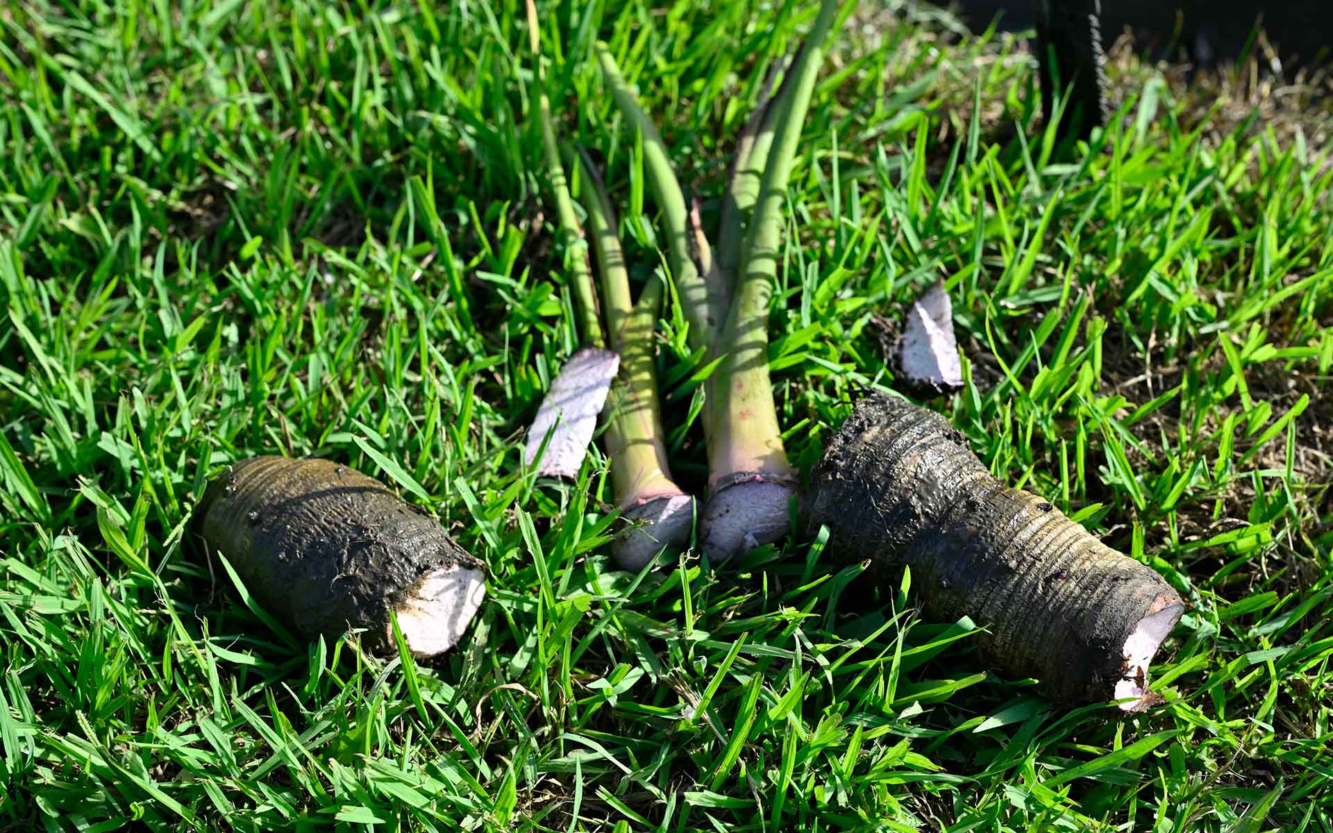 ハワイのソウルフードはポケじゃない？ 日系人家族が守る“ポイ”とタロ畑の文化