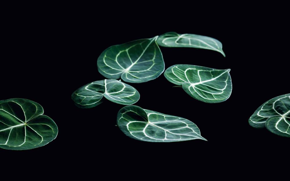 予約困難な店「焼肉・金竜山」　心まで満たされる白金の名店記事写真