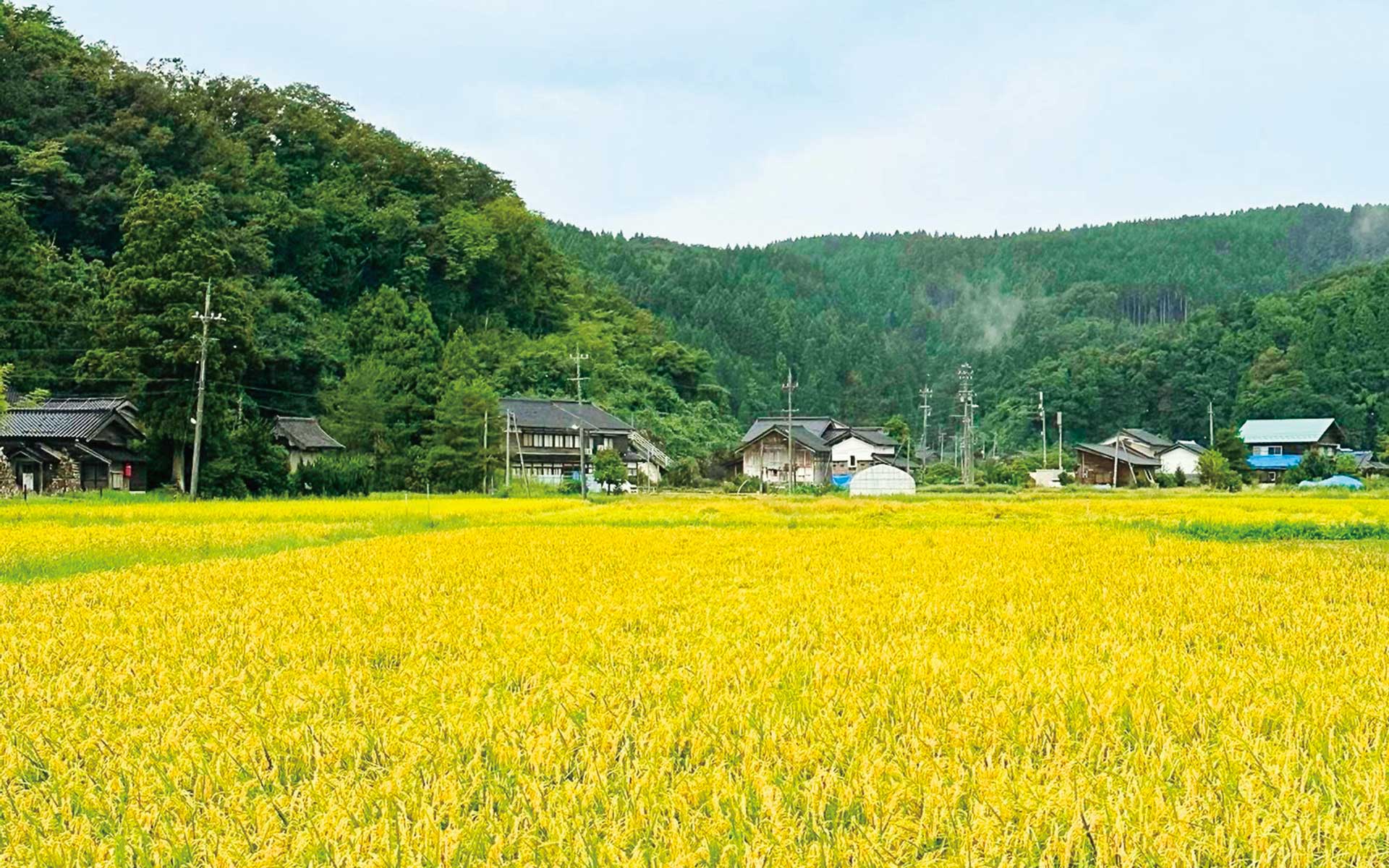 輪島から発信する気鋭の農家の米　持続可能な米作りこそ復興の道標