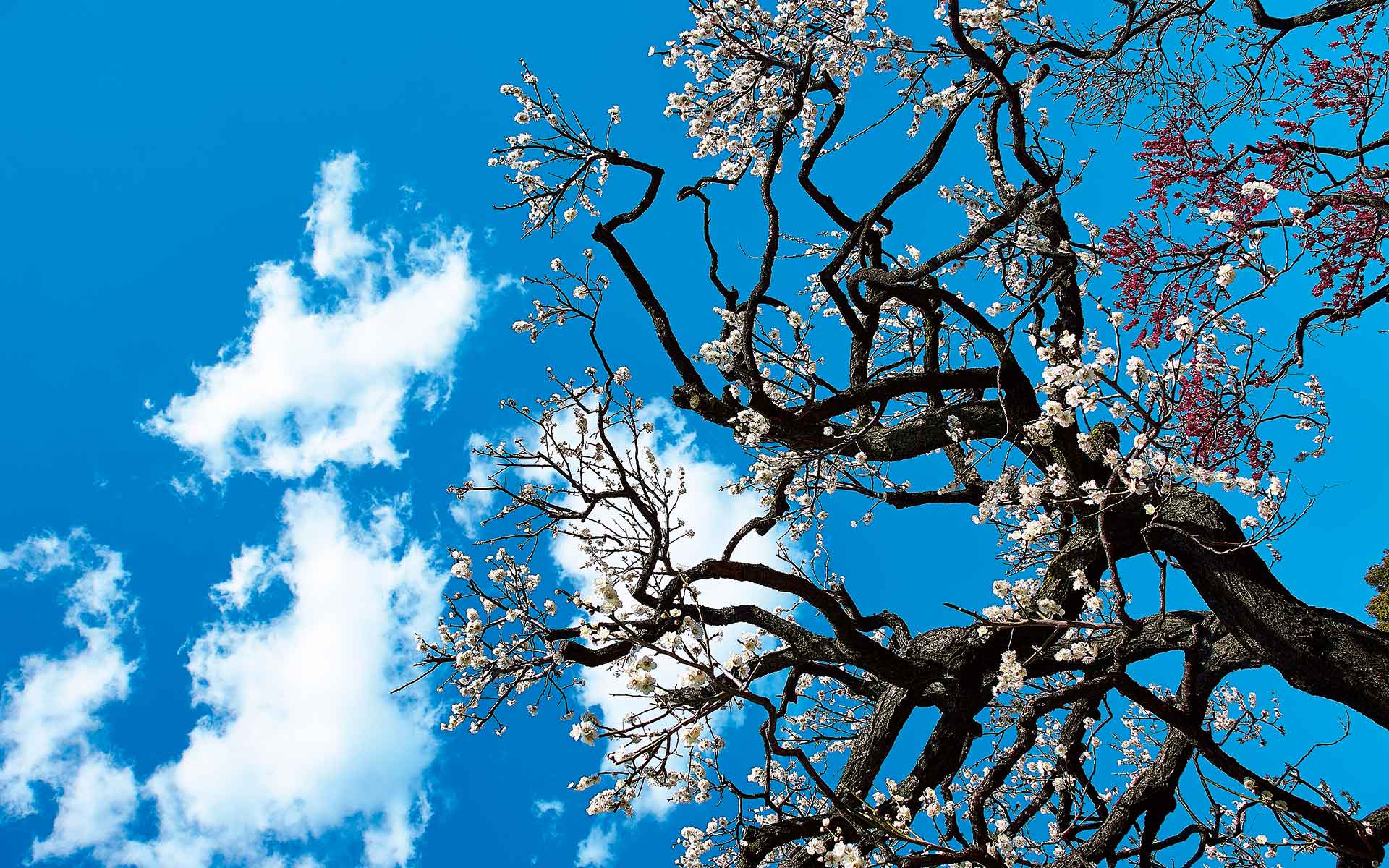 2月のごあいさつ　日本のおもかげを求めて