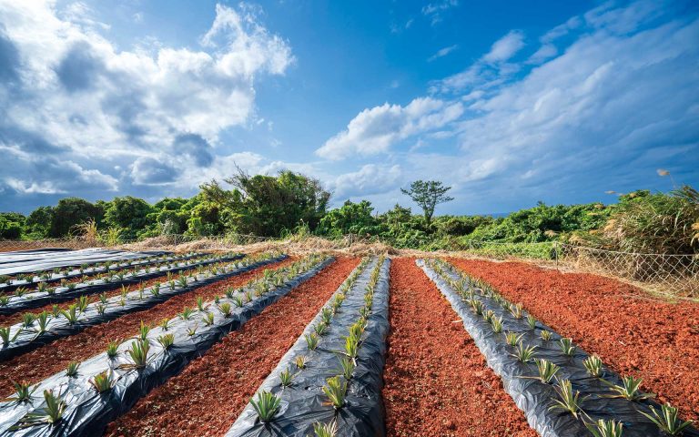 特集　沖縄テロワール 土と向き合う暮らしの写真