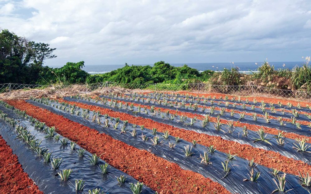沖縄の「ハッピーモア市場」に集まる有機野菜　土から始まる沖縄の医食同源