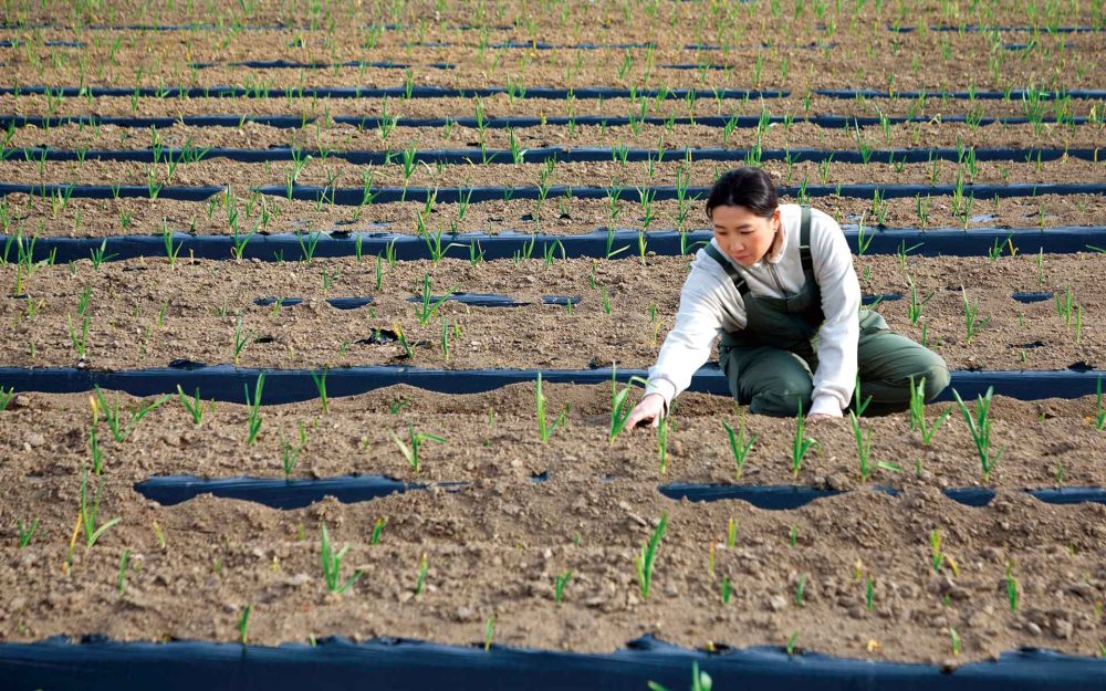 福島・浪江町 馬と育てる復興のニンニク畑　土と郷土の味を取り戻す記事写真