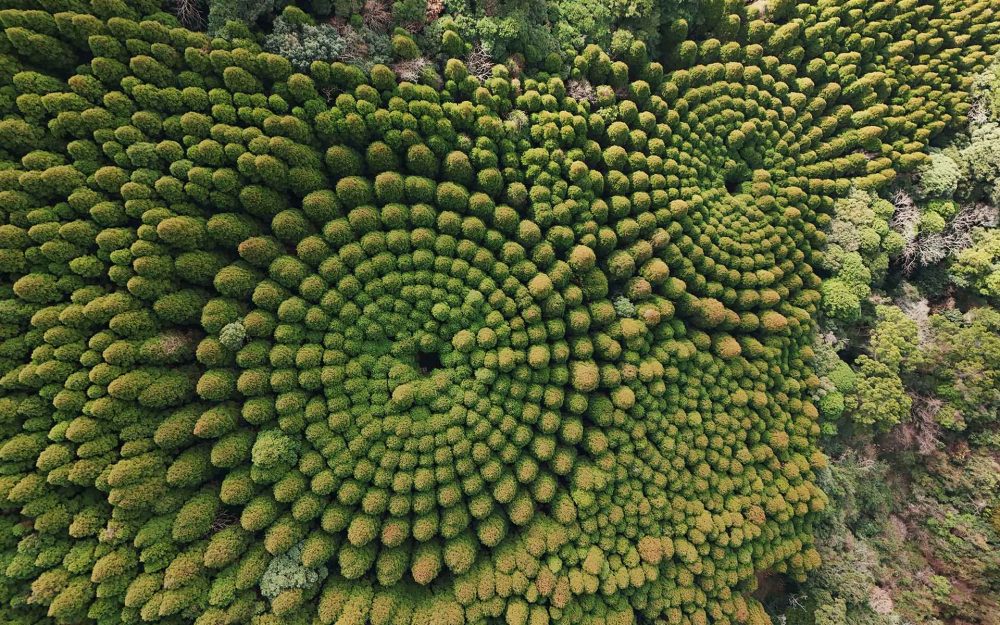 飫肥杉が太く育つ理由　九州の“クローン林業”という知恵