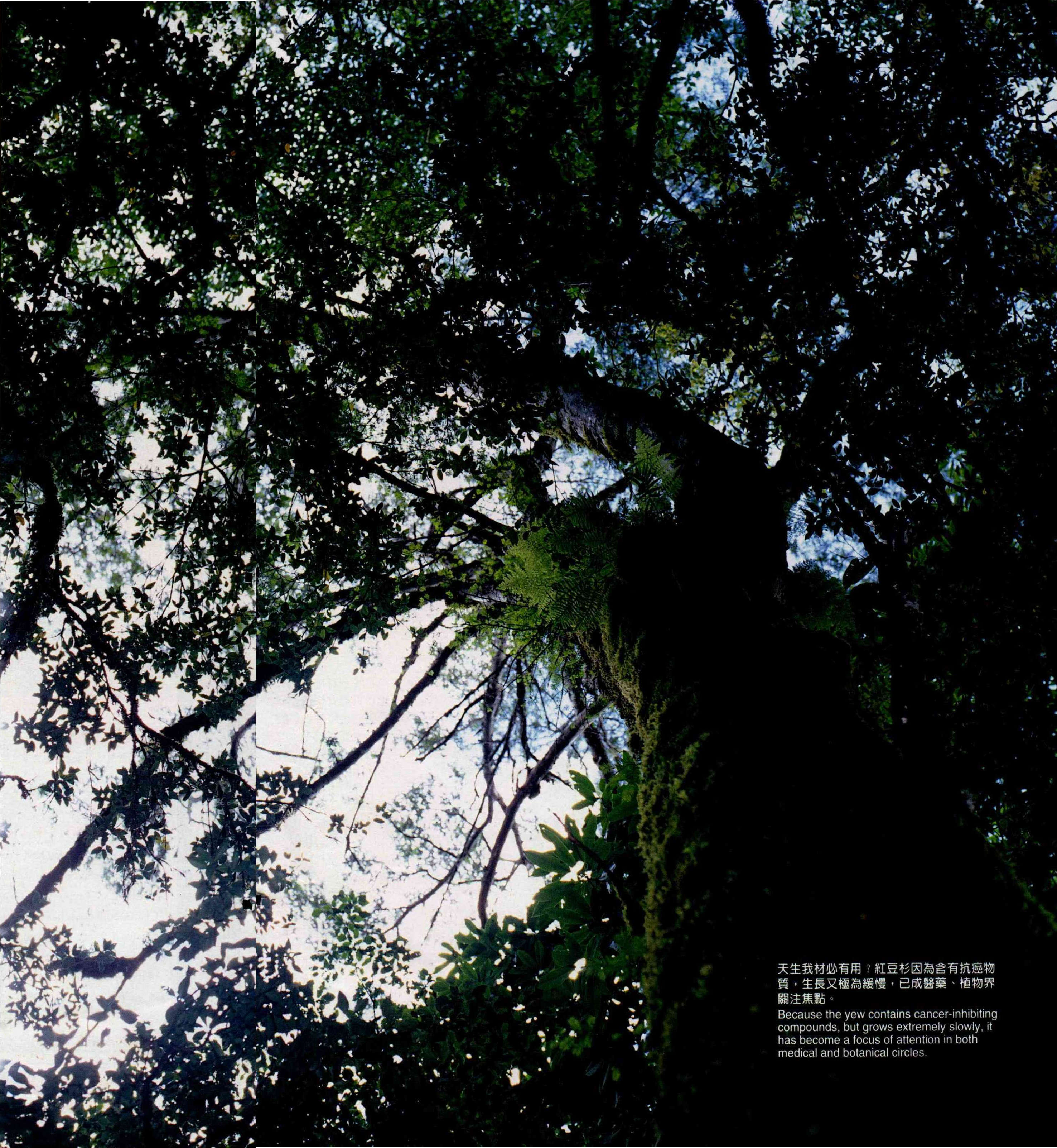 台灣紅豆杉的「世紀之旅」 - 台灣光華雜誌