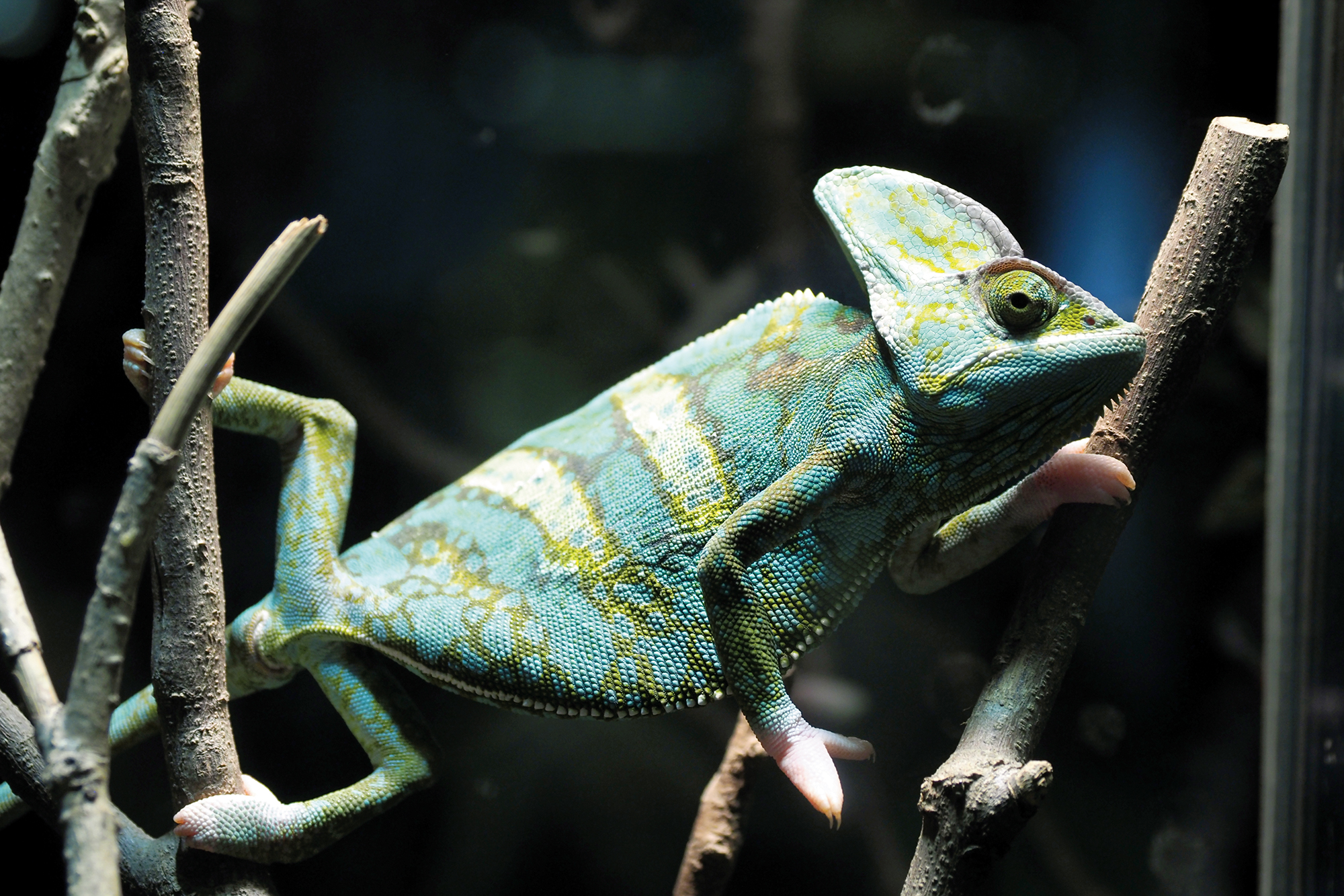 子供たちのための 「昆虫館」を ——昆虫飼育の達人 柯心平 - Taiwan