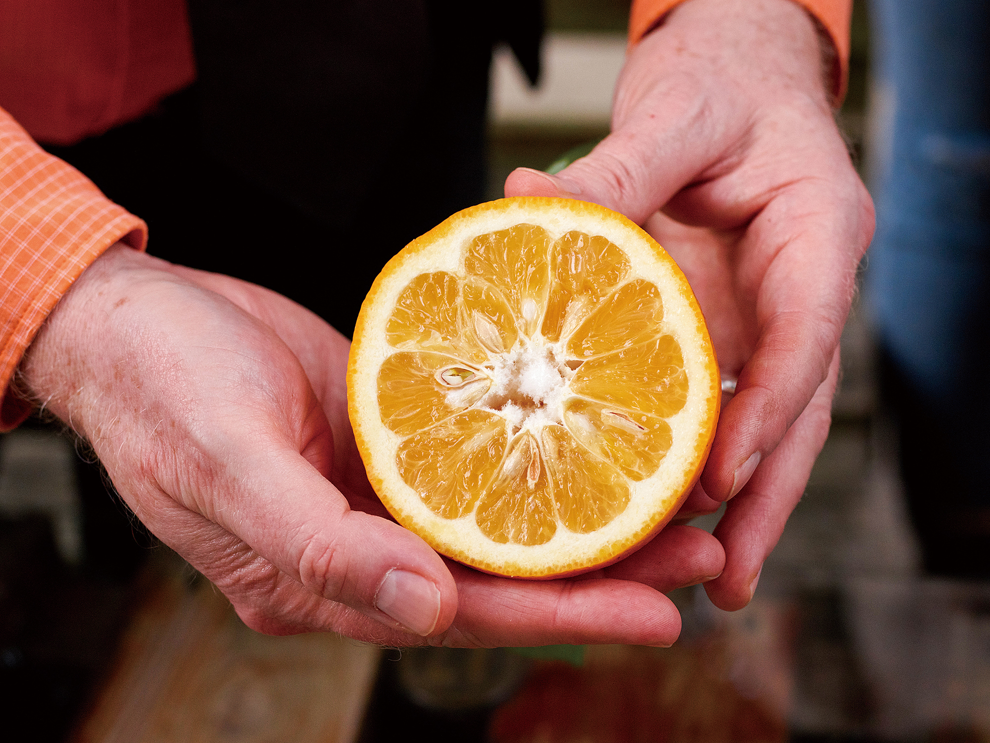 �@�����G���x�W�ֳ�