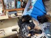 足が短い犬種でもOK