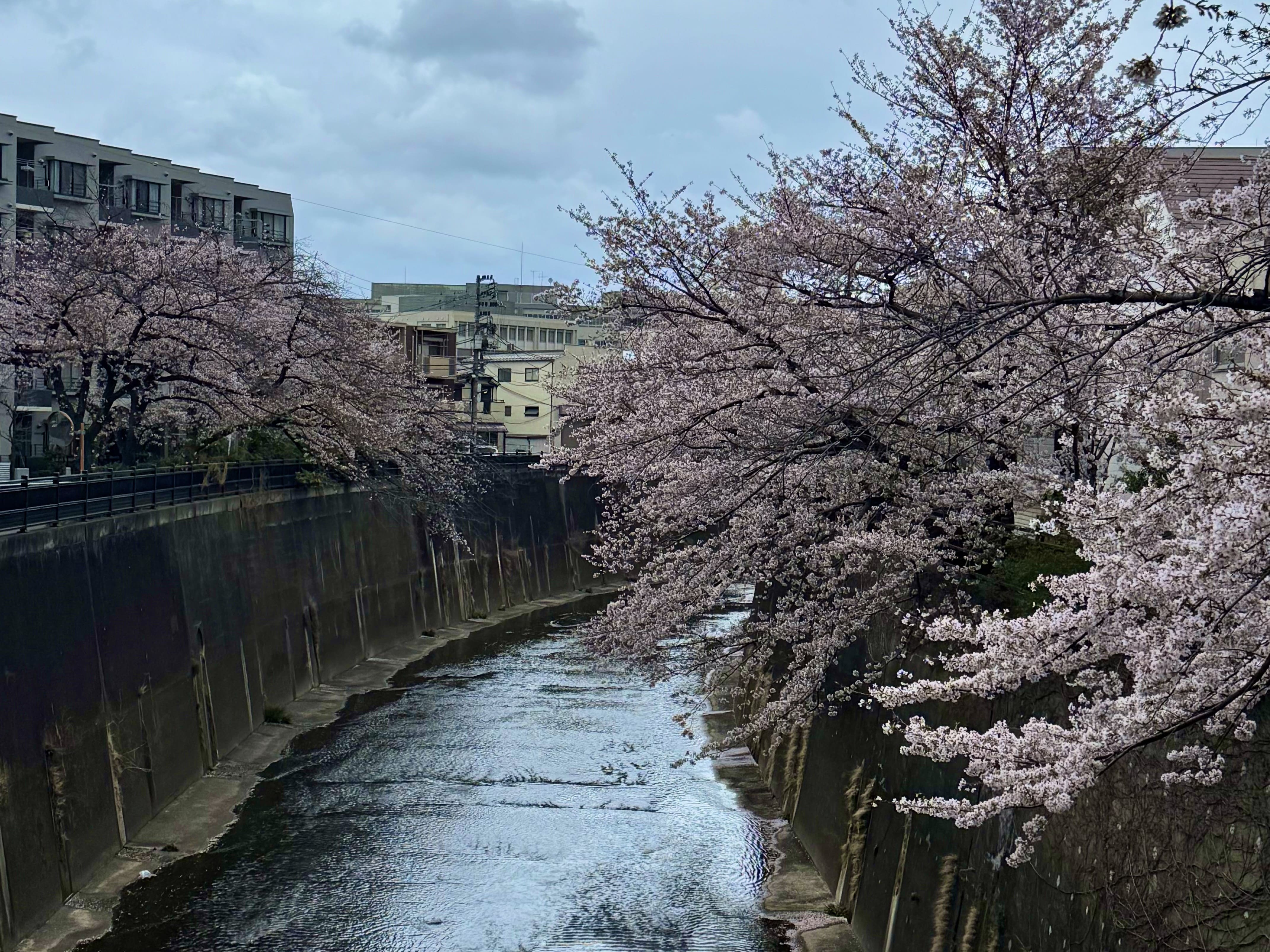 【スマホ修理工房 大山店】お花見の準備はOK？綺麗な桜を撮る前にチェックしたい「スマホの健康診断」