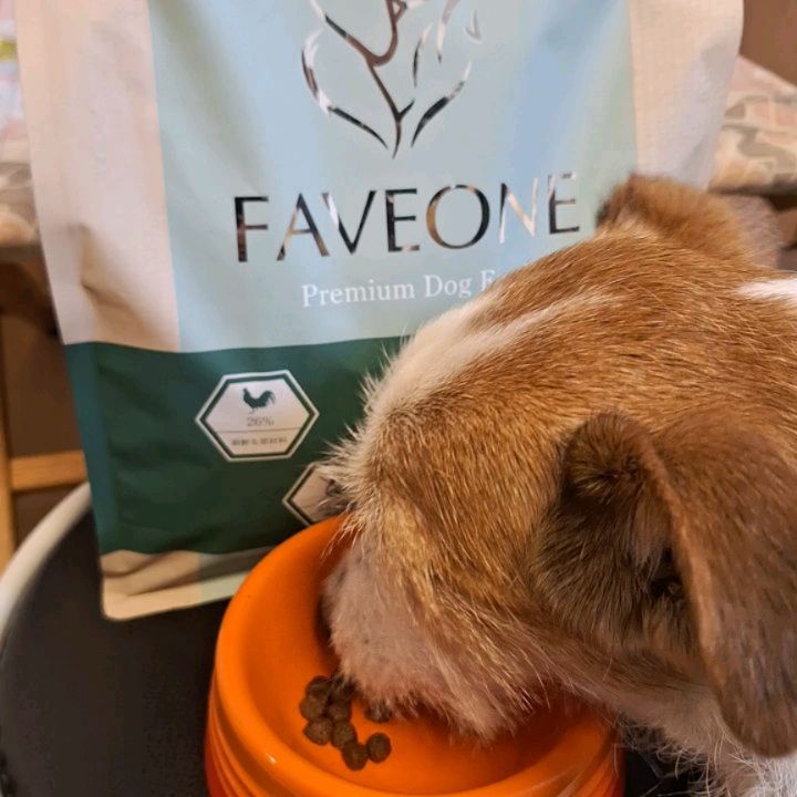 FAVEONE プレミアムドッグフード チキン 2kg 2袋 フェイヴワン 全犬種用ドッグフード（チキン） ミシュワン