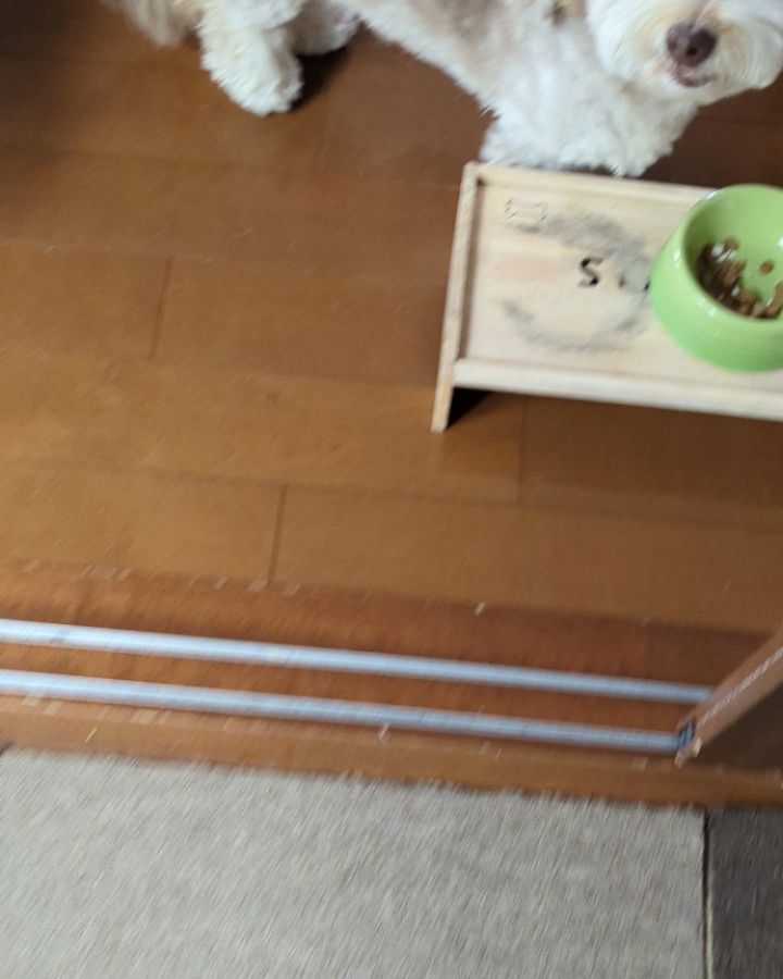 ミシュワン 成犬用ドッグフード（国産鶏肉＆馬肉入り） | ミシュワン