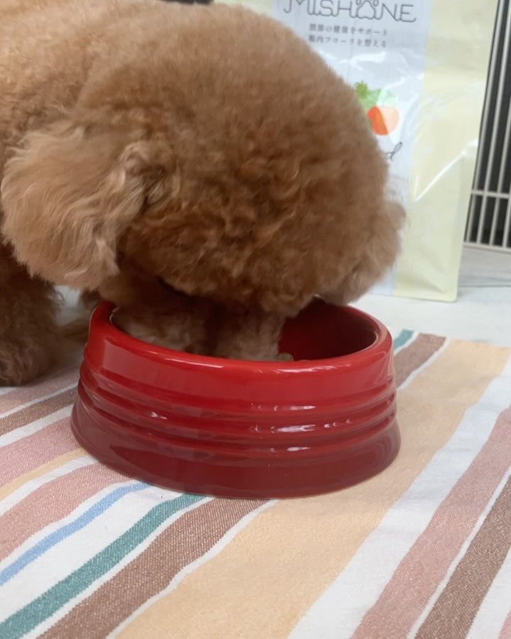 ミシュワン 成犬用ドッグフード（国産鶏肉＆馬肉入り） | ミシュワン