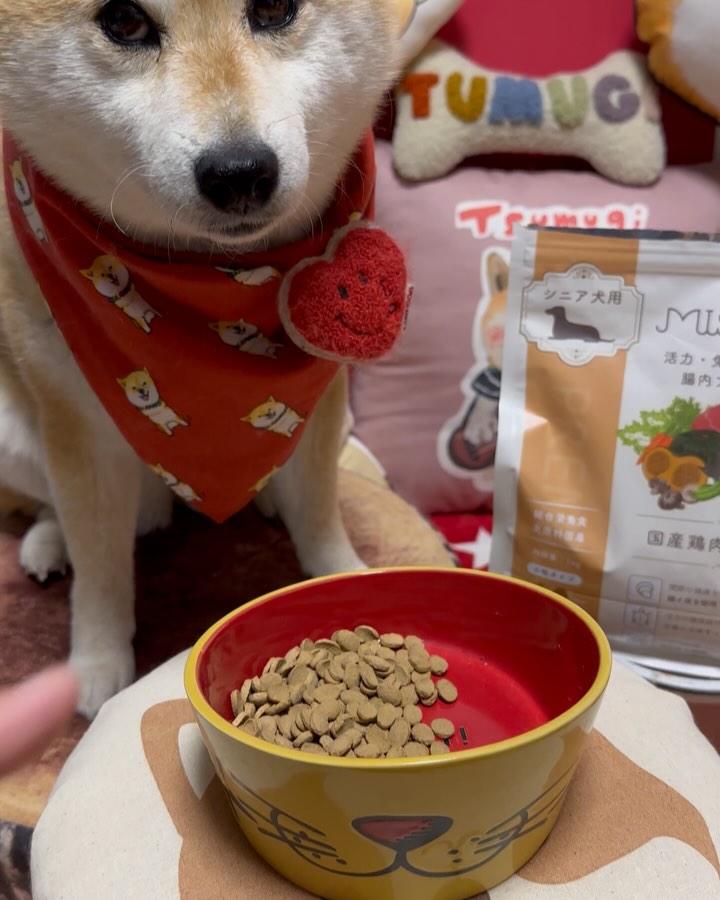 ミシュワン シニア犬用ドッグフード（国産鶏肉＆馬肉入り
