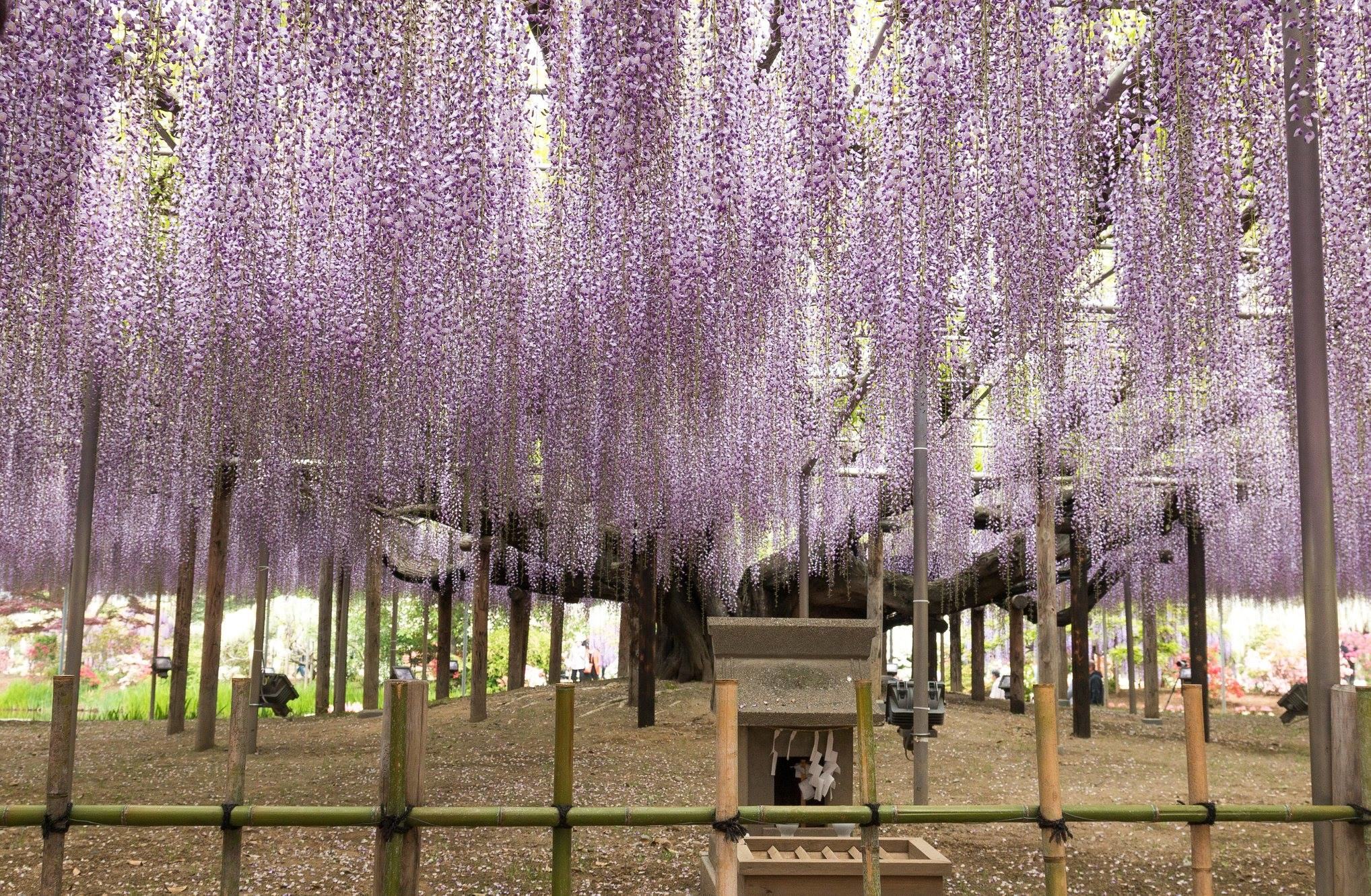 The 100 year-old wisteria old tree O.O