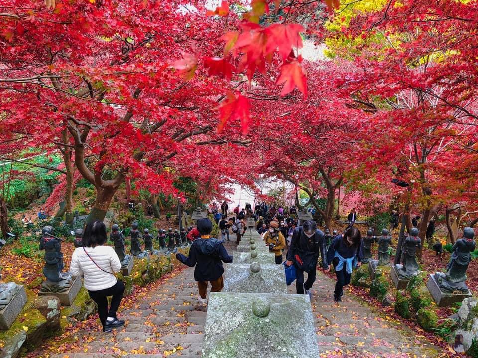 Gorgeous red trees along both sides of the road to the temple
