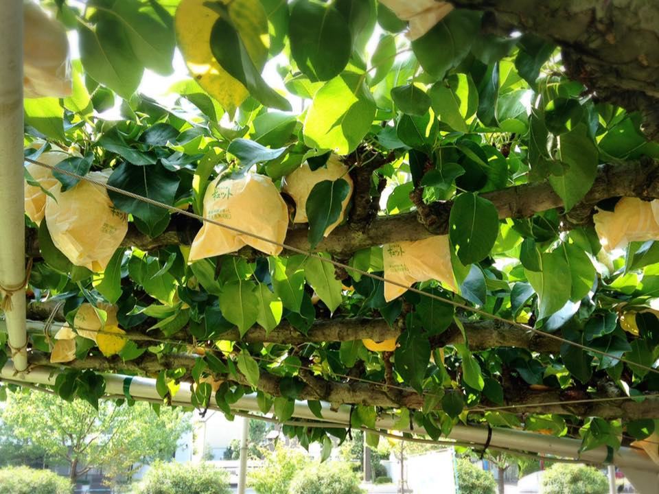 Họ bảo quản từng quả lê