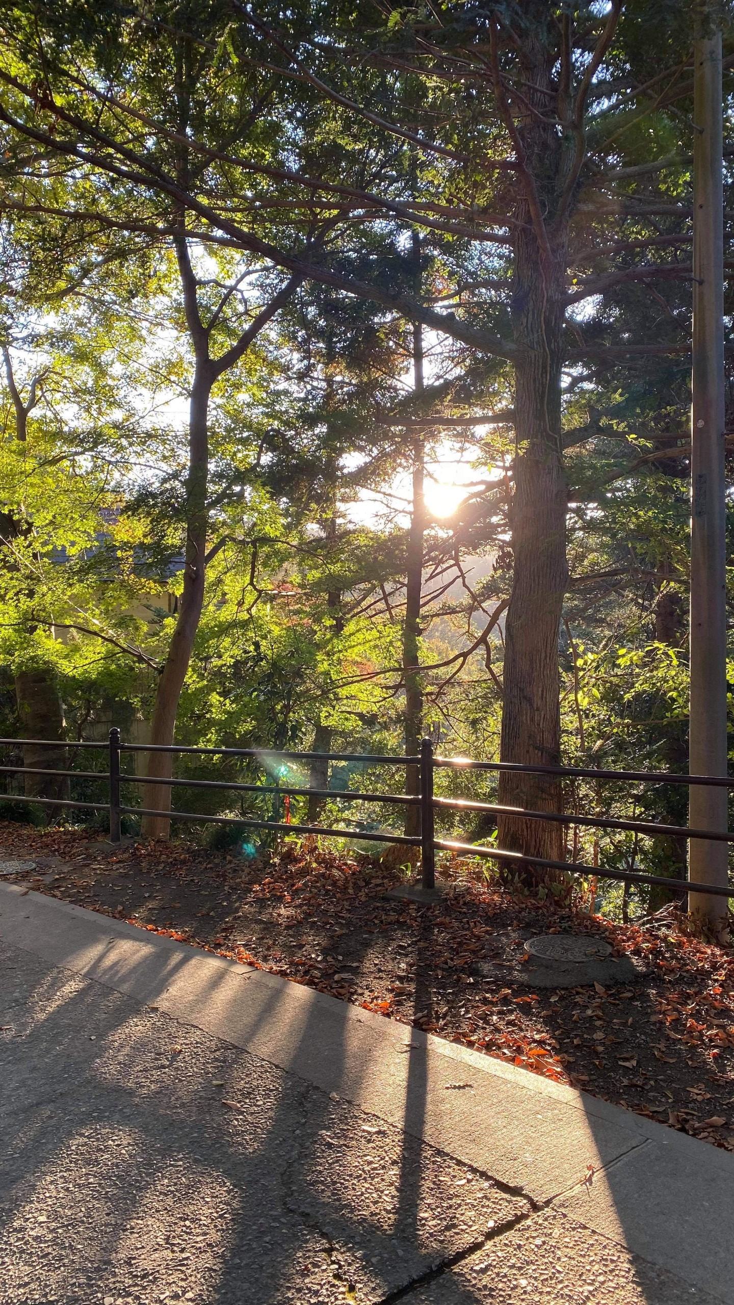 Sunlight dancing through the trees and between leaves