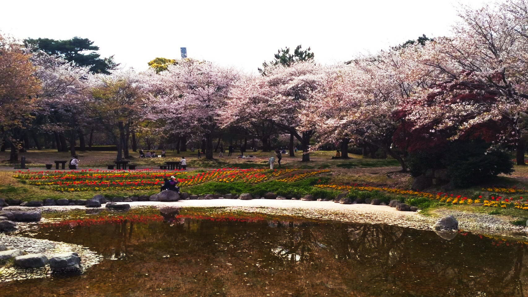 Roads and ponds beautifully scattered with cherry blossoms