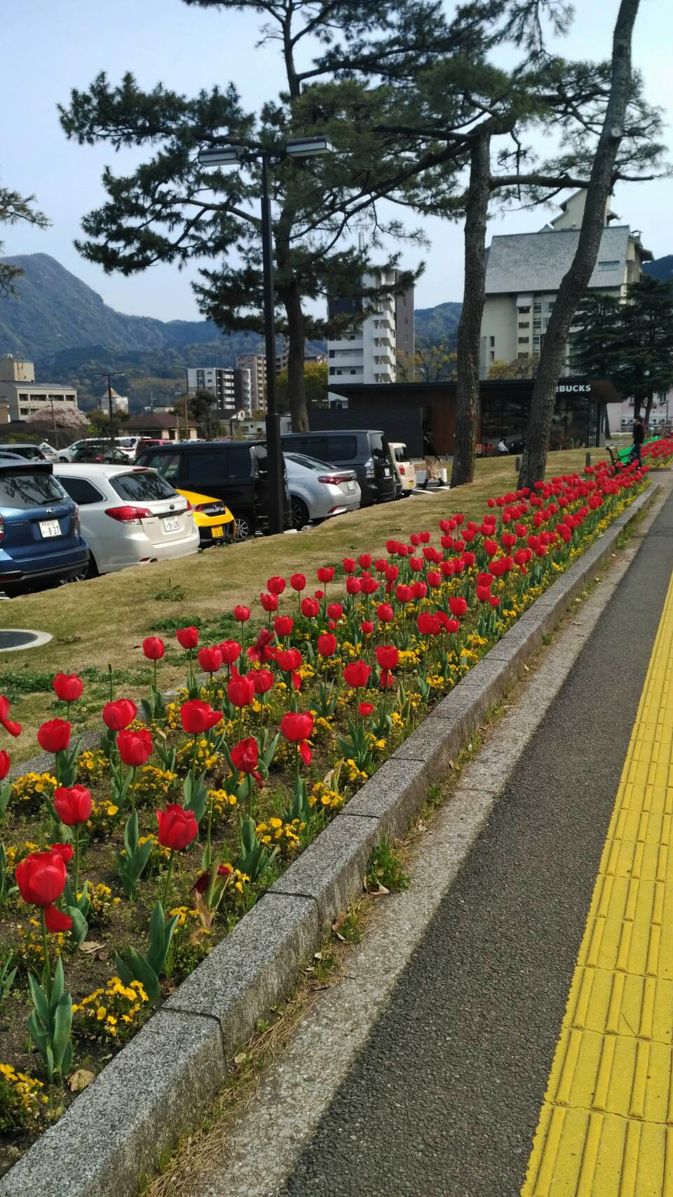 Tulips blooming by the sidewalk