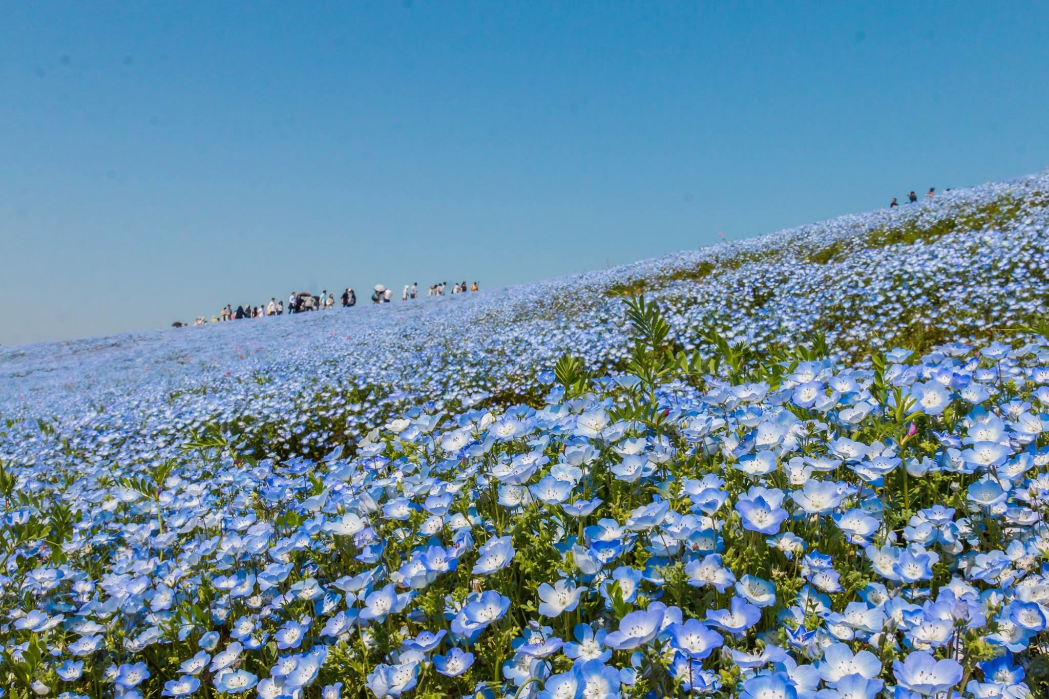 Field of Nemophila stretching to the horizon ^. ^